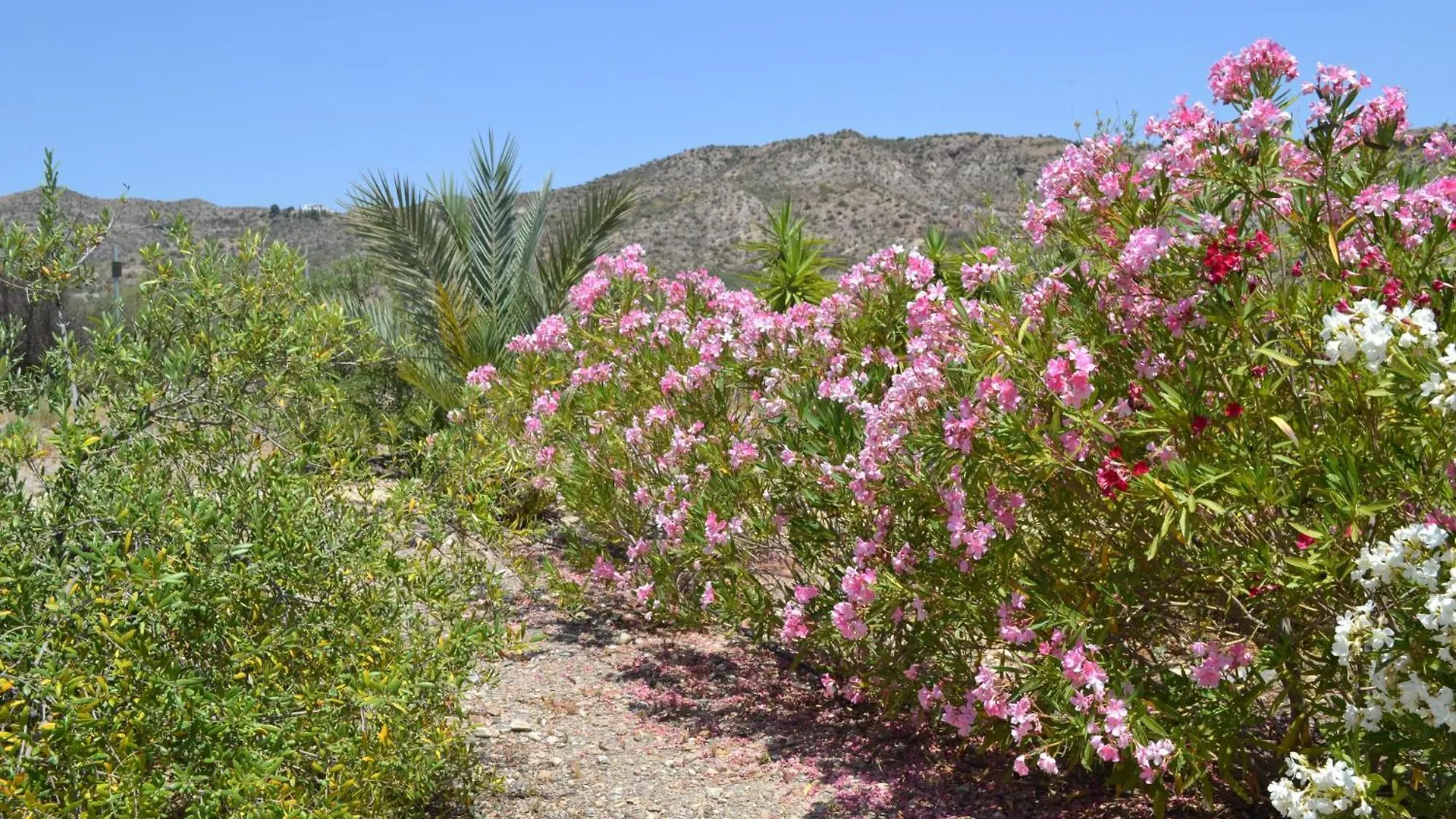 Bed & Breakfast Casa Rural Mas Solana Huercal-Overa